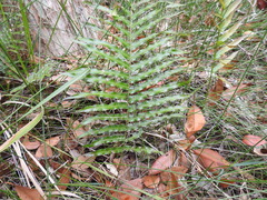 Telmatoblechnum indicum