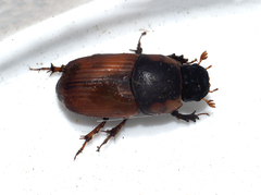 Coprimorphus scrutator