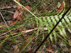 Telmatoblechnum indicum