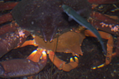 Taliepus nuttallii