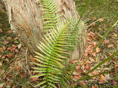 Telmatoblechnum indicum