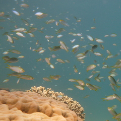 Neopomacentrus nemurus