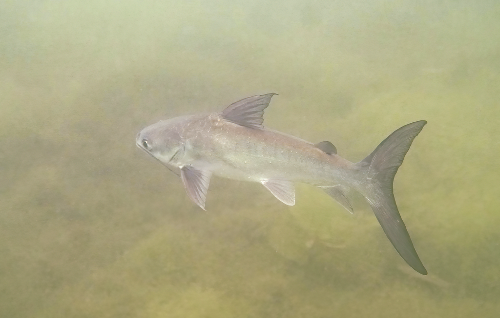 Berney's Catfish