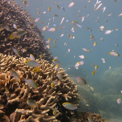 Pomacentrus aurifrons