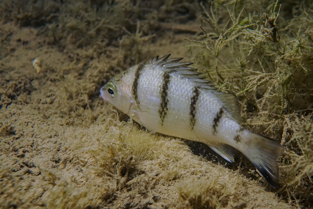 Banded Grunter
