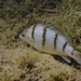 Barred Grunter - Photo (c) Wayne Martin, some rights reserved (CC BY-NC), uploaded by Wayne Martin