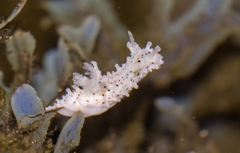 Aegires albopunctatus