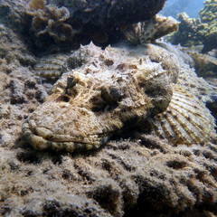 Cymbacephalus beauforti