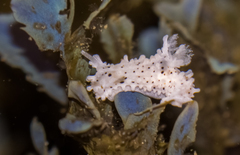 Aegires albopunctatus