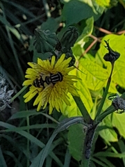 Helophilus pendulus
