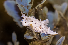 Aegires albopunctatus