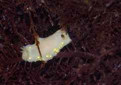 Cadlina flavomaculata