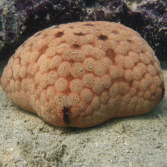 Culcita novaeguineae