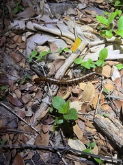 Scolopendra subspinipes