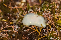 Cadlina flavomaculata