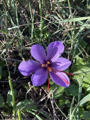 Crocus sativus