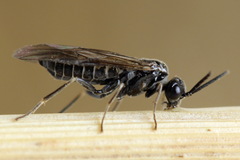 Empria pumiloides