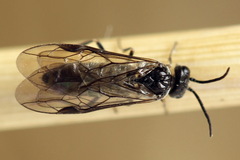 Empria pumiloides