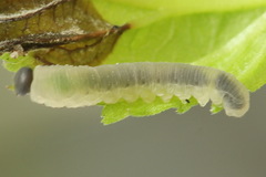 Empria pumiloides