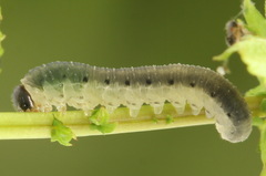 Empria pumiloides