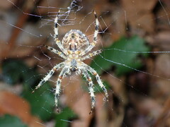 Araneus diadematus