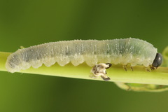 Empria pumiloides