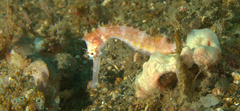 Hippocampus histrix