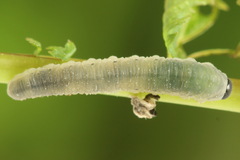 Empria pumiloides