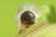 Empria pumiloides