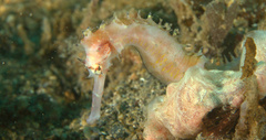 Hippocampus histrix