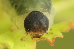 Empria pumiloides