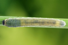 Empria pumiloides