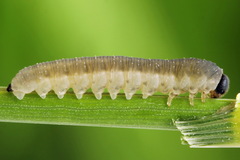 Empria pumiloides