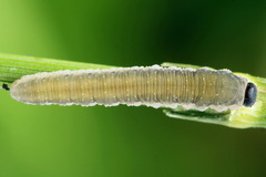 Empria pumiloides