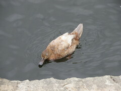 Anas platyrhynchos × Cairina moschata