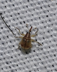 Pericartiellus durieui