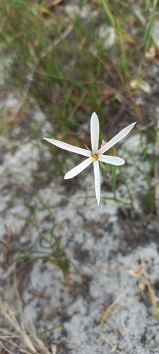 Image of Geissorhiza tenella by (c) Adele SL, some rights reserved (CC BY)