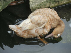 Anas platyrhynchos × Cairina moschata