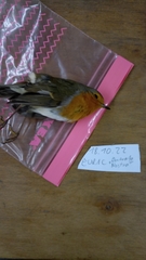 Erithacus rubecula