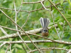 Rhipidura fuliginosa placabilis