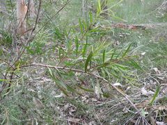 Melaleuca pachyphylla
