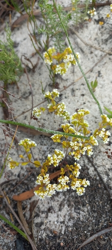 Crassula filiformis