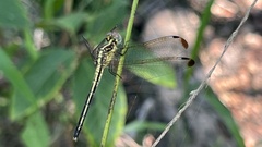 Hemistigma albipunctum