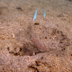 Valenciennea puellaris