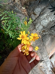 Tagetes palmeri
