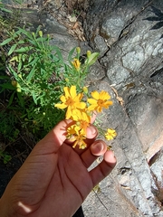 Tagetes palmeri