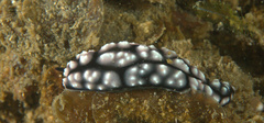 Phyllidiella pustulosa