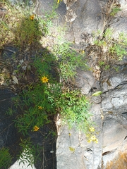 Tagetes palmeri