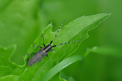 Agapanthia villosoviridescens