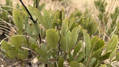 Searsia magalismontana magalismontana